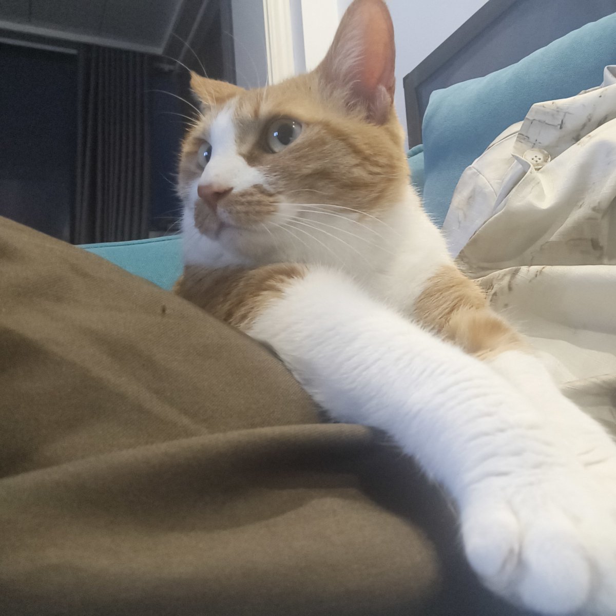 banlizic's tweet photo. 🐈 https://t.co/yUmJjXhQBJ