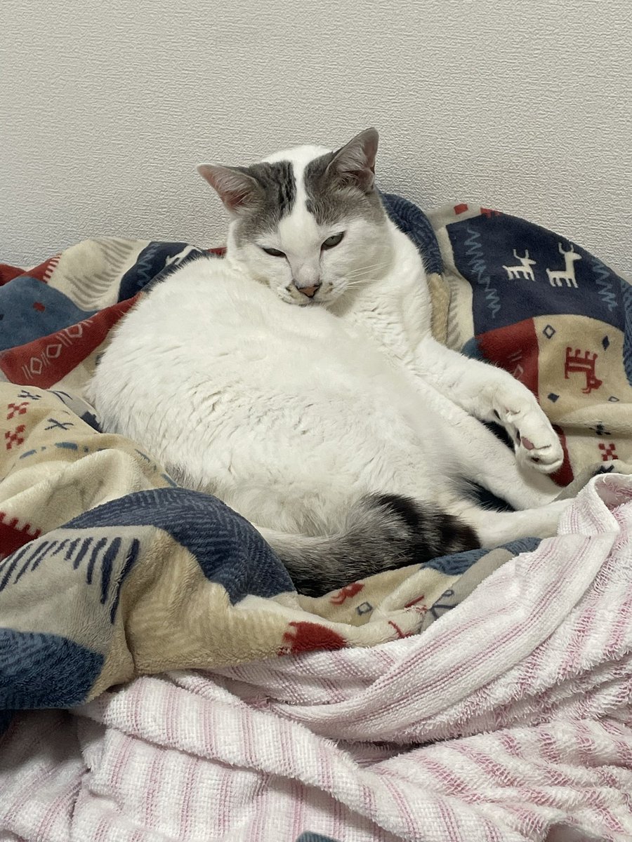 LEVIN___522's tweet photo. 久しぶりに私の部屋で寝ようとしてるにゃん太郎😸 https://t.co/QXKsGd841Q