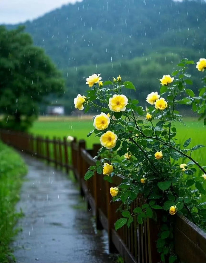 ReeseLindoaluj's tweet photo. [ダムの堰堤が雨で濁り、匣に入れた花が染まっていく様子、日常の一瞬の変化を捉えた]， https://t.co/PJ0CqpNLwv