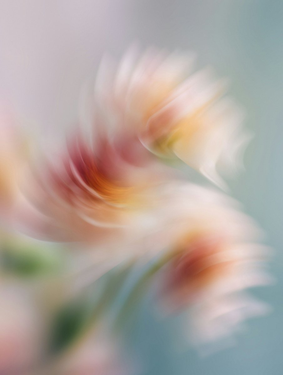 unsplash's tweet photo. This image by Planet Volumes is nominated for the Photo of 2026 Award. 🏆 📸

Shortlisted by Eugene Golovesov: "This image stood out to me because it feels more like a painting than a photograph…There’s something very calming about it, and I think that’s what I liked most — it creates a feeling without needing to show too much.”

Vote for this image at https://t.co/8vvTjwaniz.