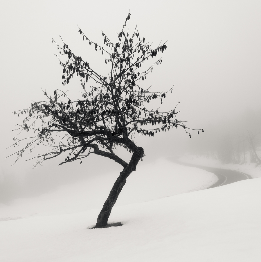 artlimitednet's tweet photo. Crooked Tree by Lorenzo Bensi www.artlimited.net/1045678
#minimal #italy #wild #nature #forest #snow #landscapephotography #winter #toned #digital #square #landscape_photography #travel #photography #photographylover #sepia #fineart #landscape #tree #blackandwhite #vegetal… https://t.co/gFqHROQvtm