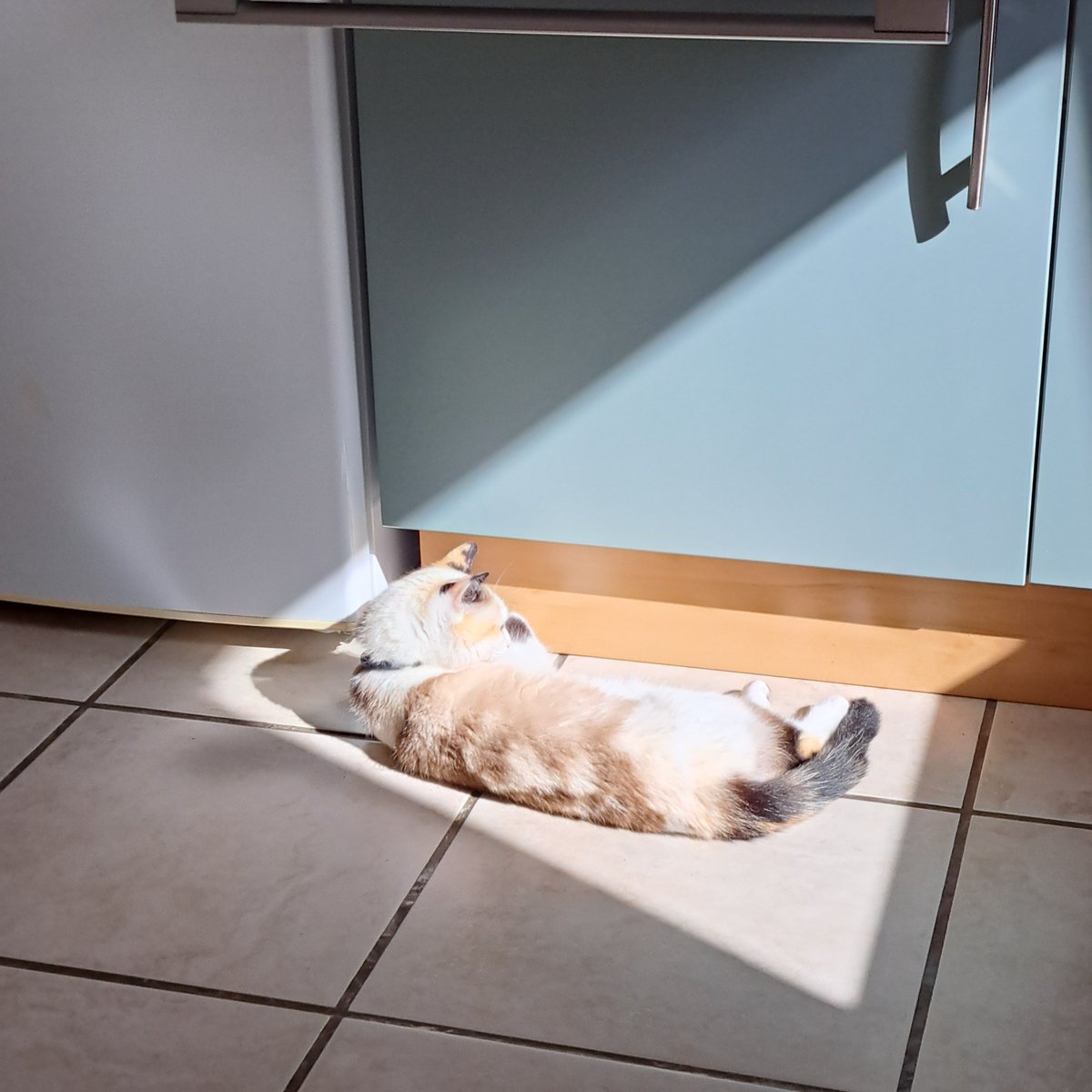 AgnesSAINTSAENS's tweet photo. @arthhuretlola Les chats et le soleil 🥰 https://t.co/ocFWXMAgoR