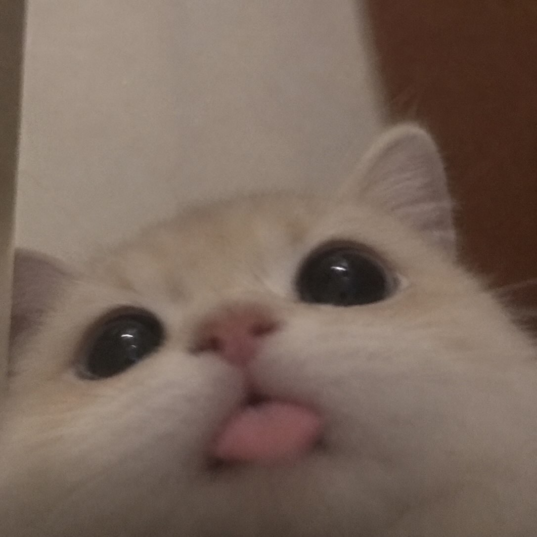 PostofcatsX's tweet photo. https://t.co/6aJFSu3Idz
