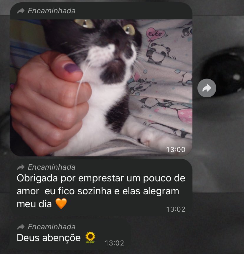 stellayabk's tweet photo. minhas gatas ficam entrando na casa da vizinha e minha mãe recebeu essa mensagem hoje😞💓 https://t.co/QcQzjAZx4U