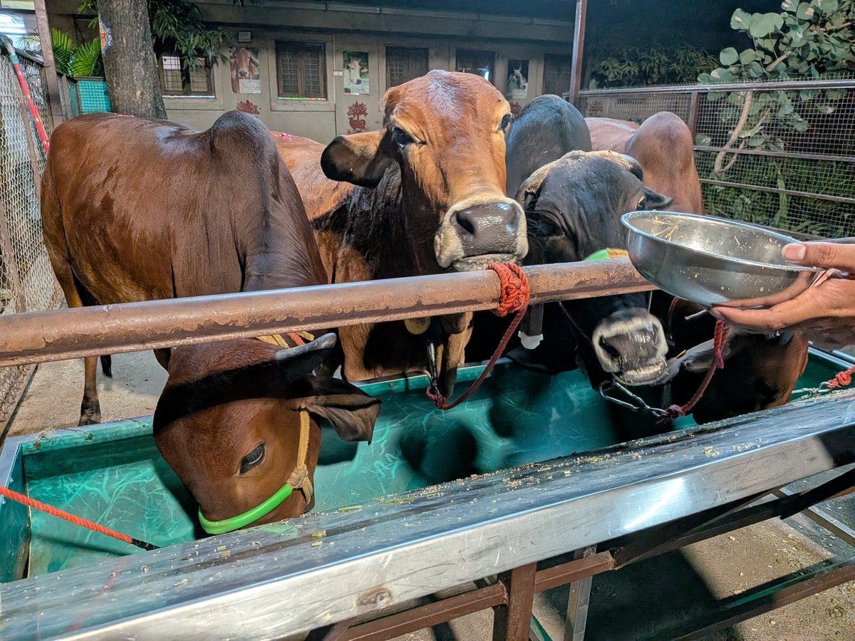 SashBrownie's tweet photo. The most absurd thing I’ve ever seen. At @ISKCONPune, cows are tied with short ropes so devotees can touch them for blessings.

I’ve visited ISKCON in New Zealand and never seen this. Have rituals made us forget compassion for the very beings we worship?  #AnimalDignity https://t.co/45X4K4b1yj