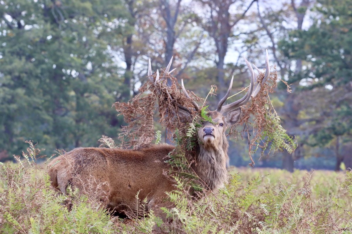 Sarahcoxh's tweet photo. Bushy park! https://t.co/hgfBBPN7Un
