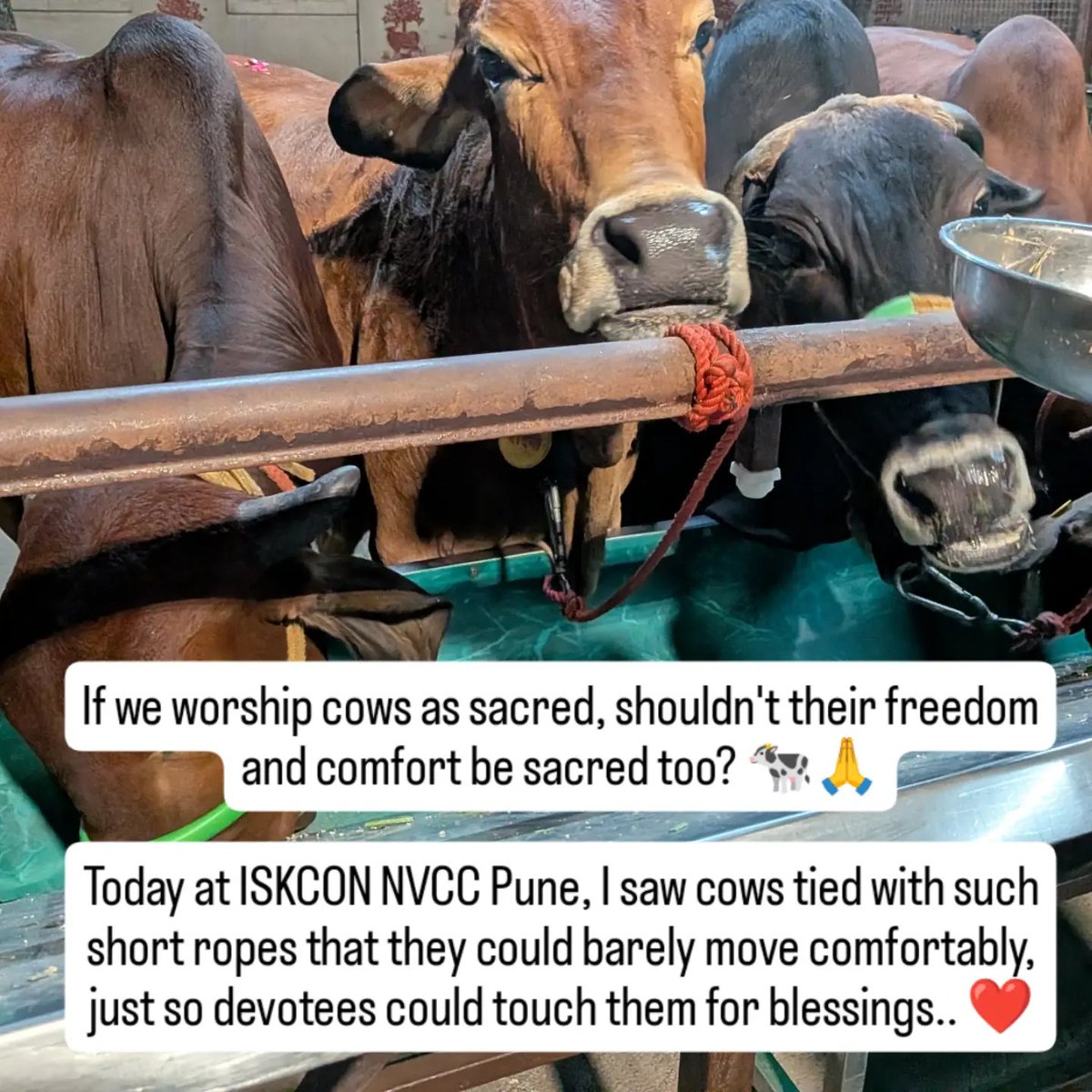 SashBrownie's tweet photo. @ISKCONPune When I raised my concern, I was told, “You may not like it, but many other devotees want to touch the cows.”

Just because many people want something doesn't make it right.

True devotion should never come at the cost of an animal's freedom. @ISKCONPune  please lead by example. https://t.co/KFGvORVUNL