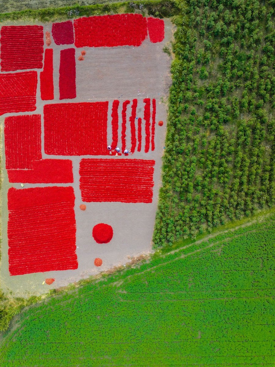 pubity's tweet photo. Drone footage of the chili harvesting fields in Guntur, India is going viral.

Via: i/suma.stories https://t.co/rZkgcy9uic