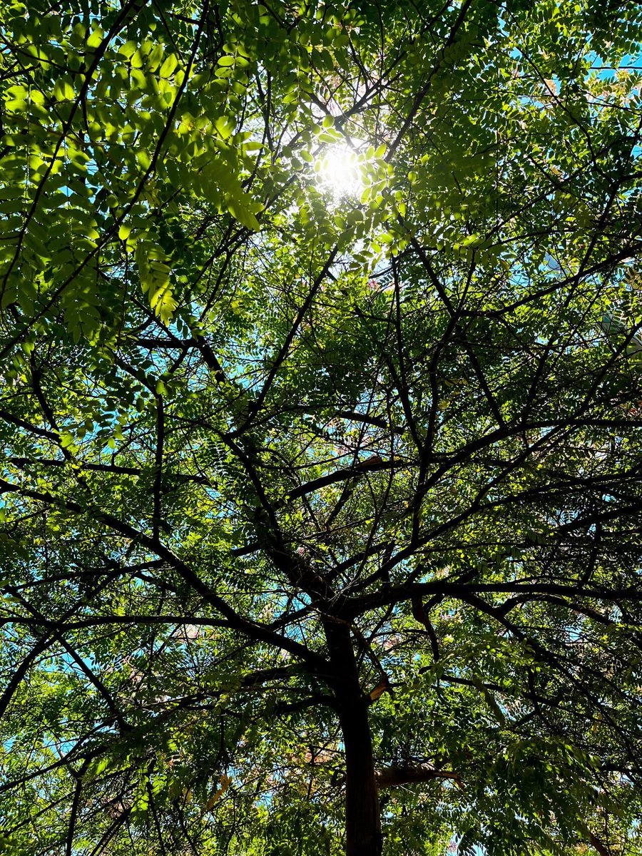 philocaaalist's tweet photo. ❝الأشجارُ هيَ محاولةُ الأرضِ اللانهائية للحَديثِ إلى السماء. 🌲❞ https://t.co/7omfEy0rdO