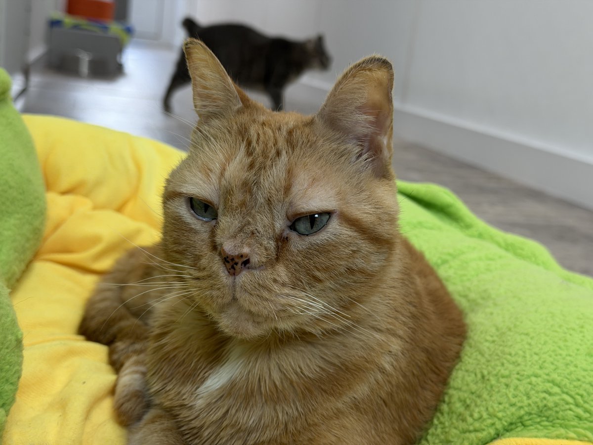 BlindCatRescue's tweet photo. #COTD Bunny's a funny girl who arrived in 2016. She’s a lobby kitty who enjoys stomping around, balls with bells, &amp; goldfish. She has congenital deformity— atrophic rhinitis &amp; cerebellar hypoplasia. Despite this, she acts like any other kitty!

Read more: https://t.co/QOARr1FNs8 https://t.co/xqTFpWxfB7