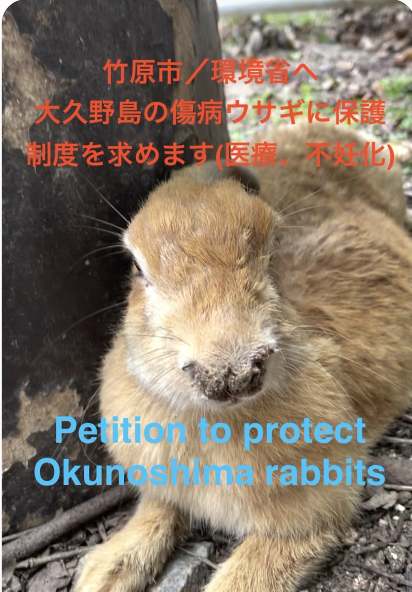 robersonjunko14's tweet photo. 大久野島の傷病ウサギは産まれてくる可愛い子うさぎにカモフラージュされ実態の認識を薄くしている。
The sick and injured rabbits on Okunoshima island are camouflaged by adorable baby rabbits being born, which obscures the true reality of the situation. https://t.co/2uMibGT9Pp