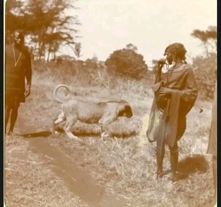 KalenjinFacts's tweet photo. A historical photograph of Nandi warriors with a lion they reportedly kept as a pet.

The Nandi of Kenya and the Amhara of Ethiopia are said to have kept lions in captivity, reflecting the close and complex relationship some African communities had with these powerful animals. https://t.co/geajqvizUp