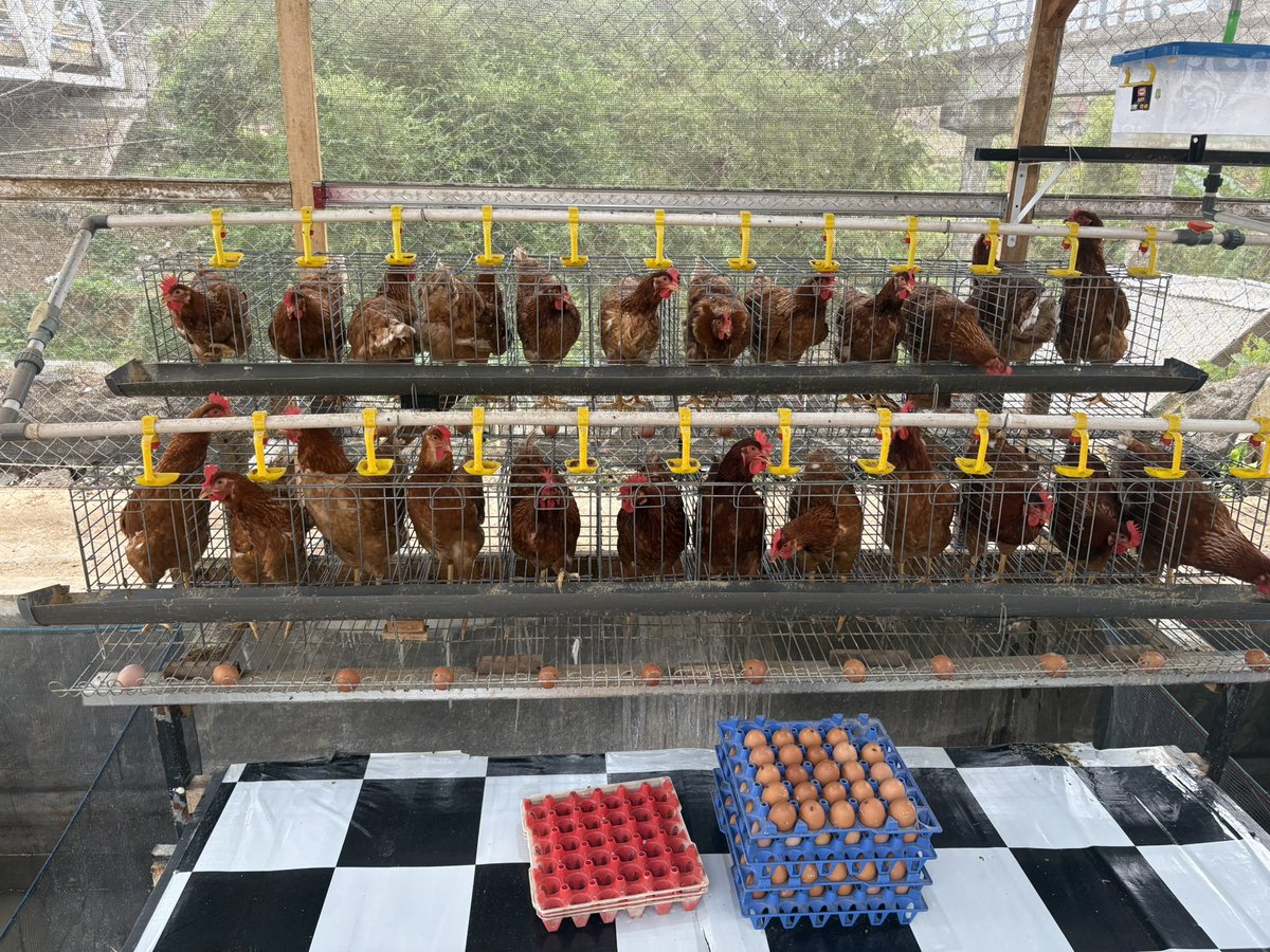 HFI1995's tweet photo. The @HumanityfirstID Hasanah Kautsar #orphanage in Kawalu in #Indonesia and supported by @HFUSA features hens, a fish farm and a crop garden to teach the children https://t.co/C6odBCFmJl