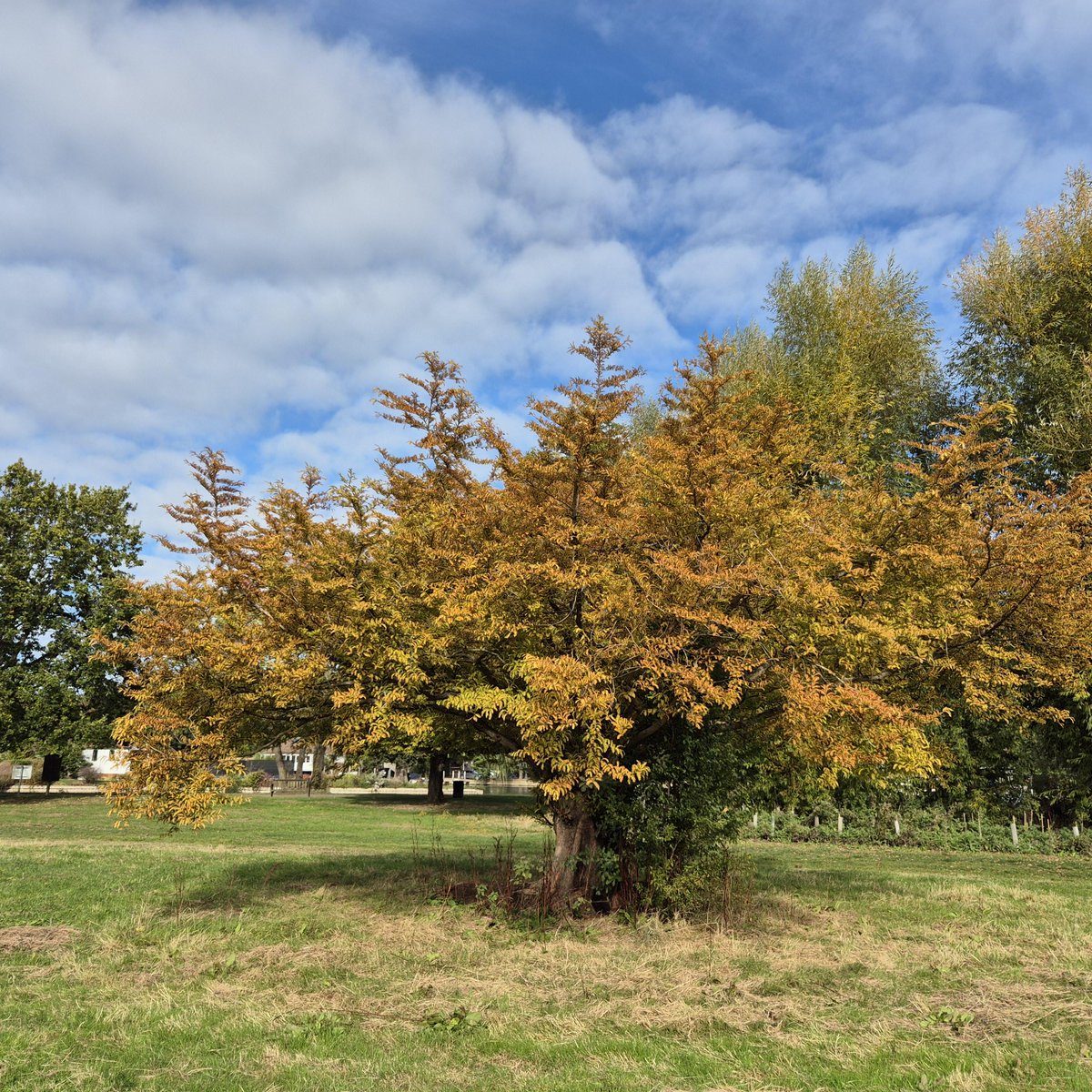 ThamesPathNT's tweet photo. Glowing colours in Sunday sunshine along the Thames Path in Henley-on-Thames.
#thamespath30 #trees #SundayReset #autumn
@TiCLme @RiverThames @HenleyTrains https://t.co/0jtxL4IXUW