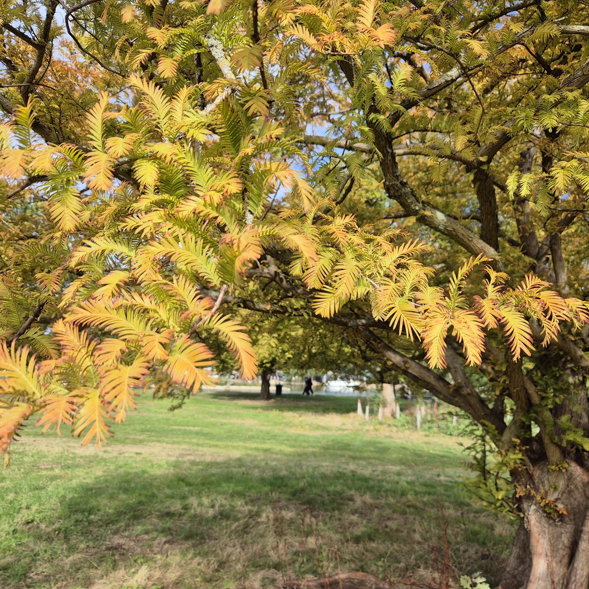 ThamesPathNT's tweet photo. Glowing colours in Sunday sunshine along the Thames Path in Henley-on-Thames.
#thamespath30 #trees #SundayReset #autumn
@TiCLme @RiverThames @HenleyTrains https://t.co/0jtxL4IXUW