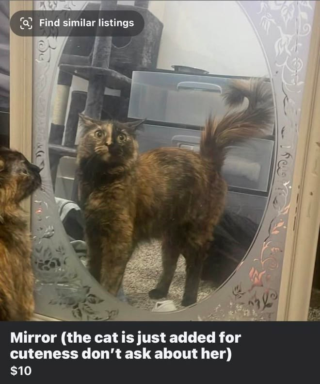 CatPosted's tweet photo. https://t.co/UU2f28YYP6