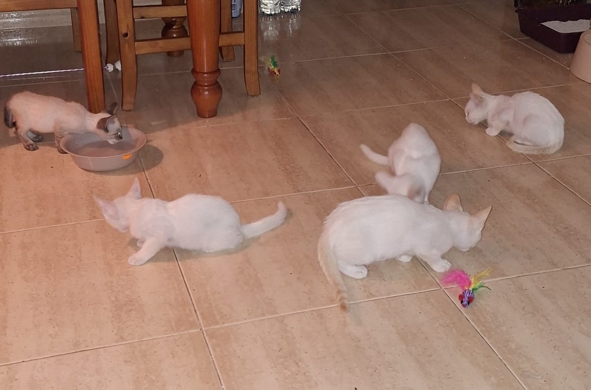 AcofalX's tweet photo. Esta camada de bebes buscan un hogar donde ronronear y dar toda la felicidad que guardan sus bigotes 😻💓

contacto 
Ana, 613540574 Guardamar del Segura 
(Alicante) https://t.co/qh6yfm6a04