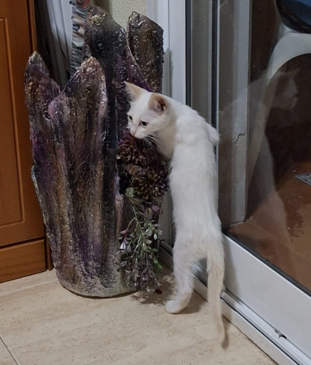 AcofalX's tweet photo. Esta camada de bebes buscan un hogar donde ronronear y dar toda la felicidad que guardan sus bigotes 😻💓

contacto 
Ana, 613540574 Guardamar del Segura 
(Alicante) https://t.co/qh6yfm6a04