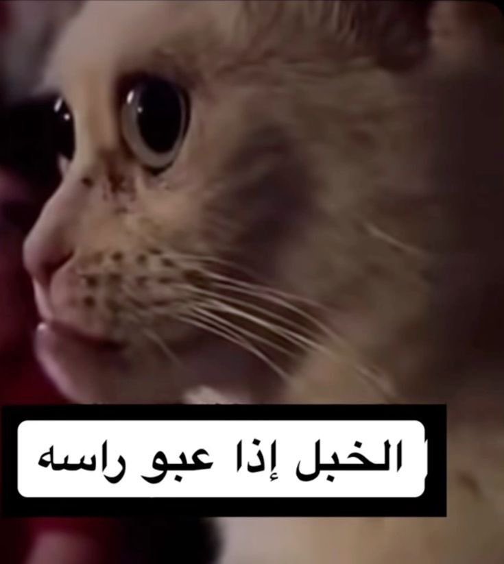 xovenxo's tweet photo. جيت اجس النبض عند ماما بخصوص هاشتاق النقاب وهي اصلا محجبه 
#بلا_نقاب_11٢٠٣٠ https://t.co/QPEJaugTXe