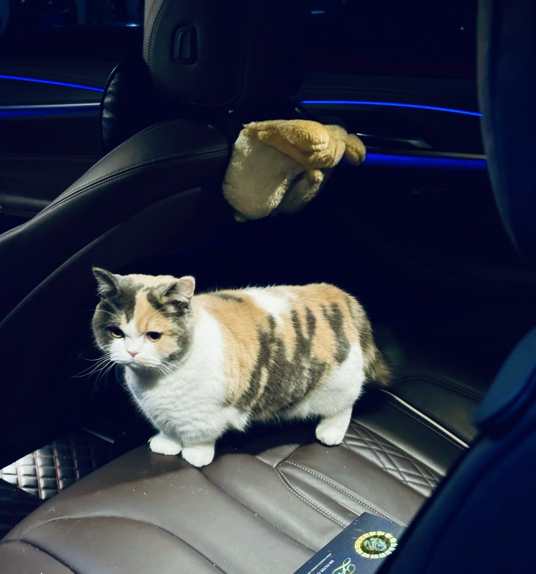 Acepdstpf's tweet photo. My perfect match 

🧡🐈 https://t.co/c8dQEbunlG
