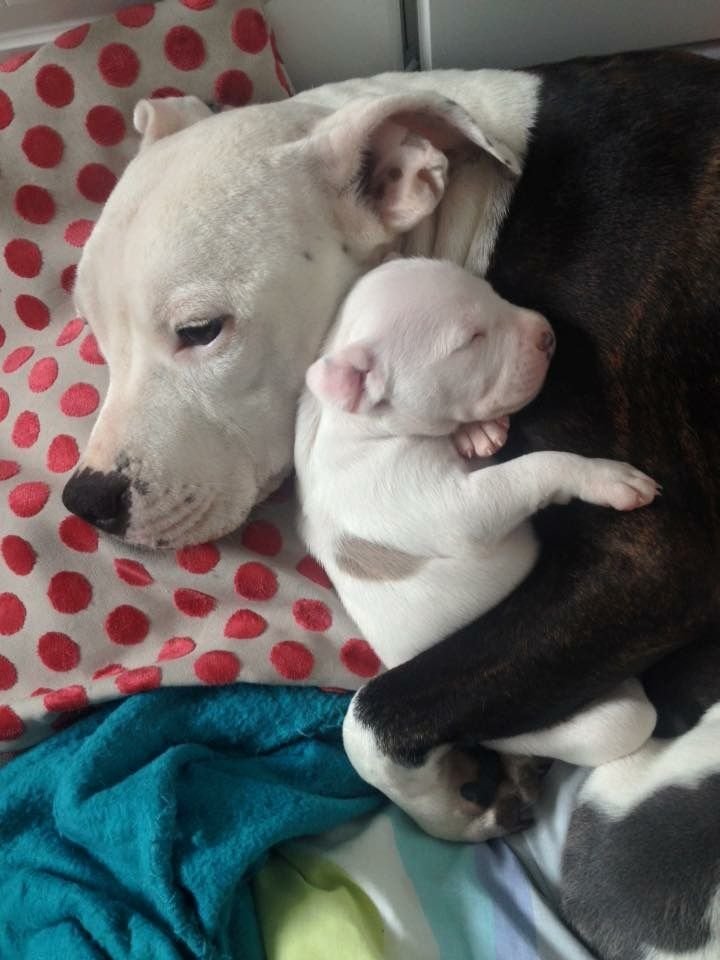 puppiesDoglover's tweet photo. https://t.co/PCZqo1VnFq