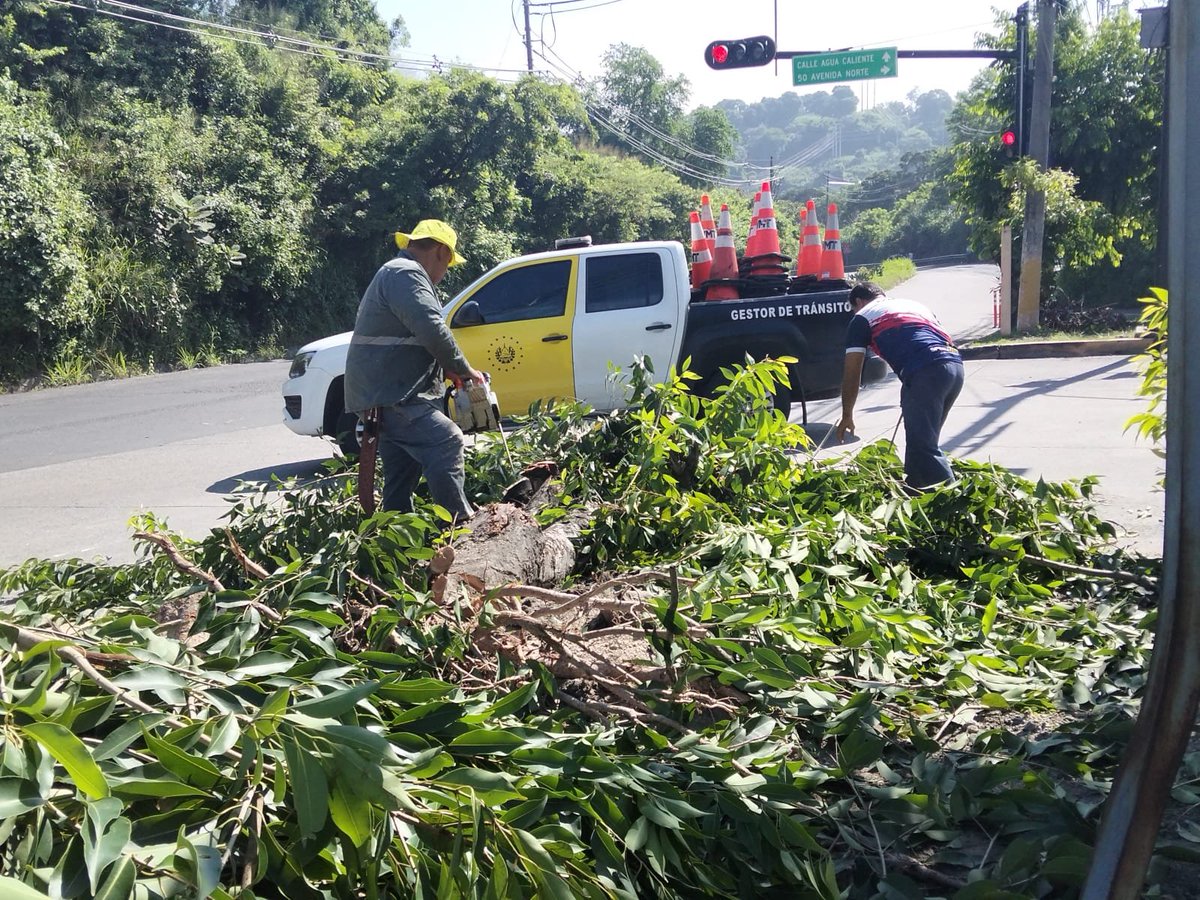Larepublicass's tweet photo. 🌳🚨 Personal municipal atendió la caída de un árbol sobre la 50.ª avenida Norte, en la Zona 6 del Distrito Capital, como parte de las acciones de respuesta ante emergencias que representan riesgos para la población.

#SanSalvadorCentro #Prevención https://t.co/fGnZ33TWwk