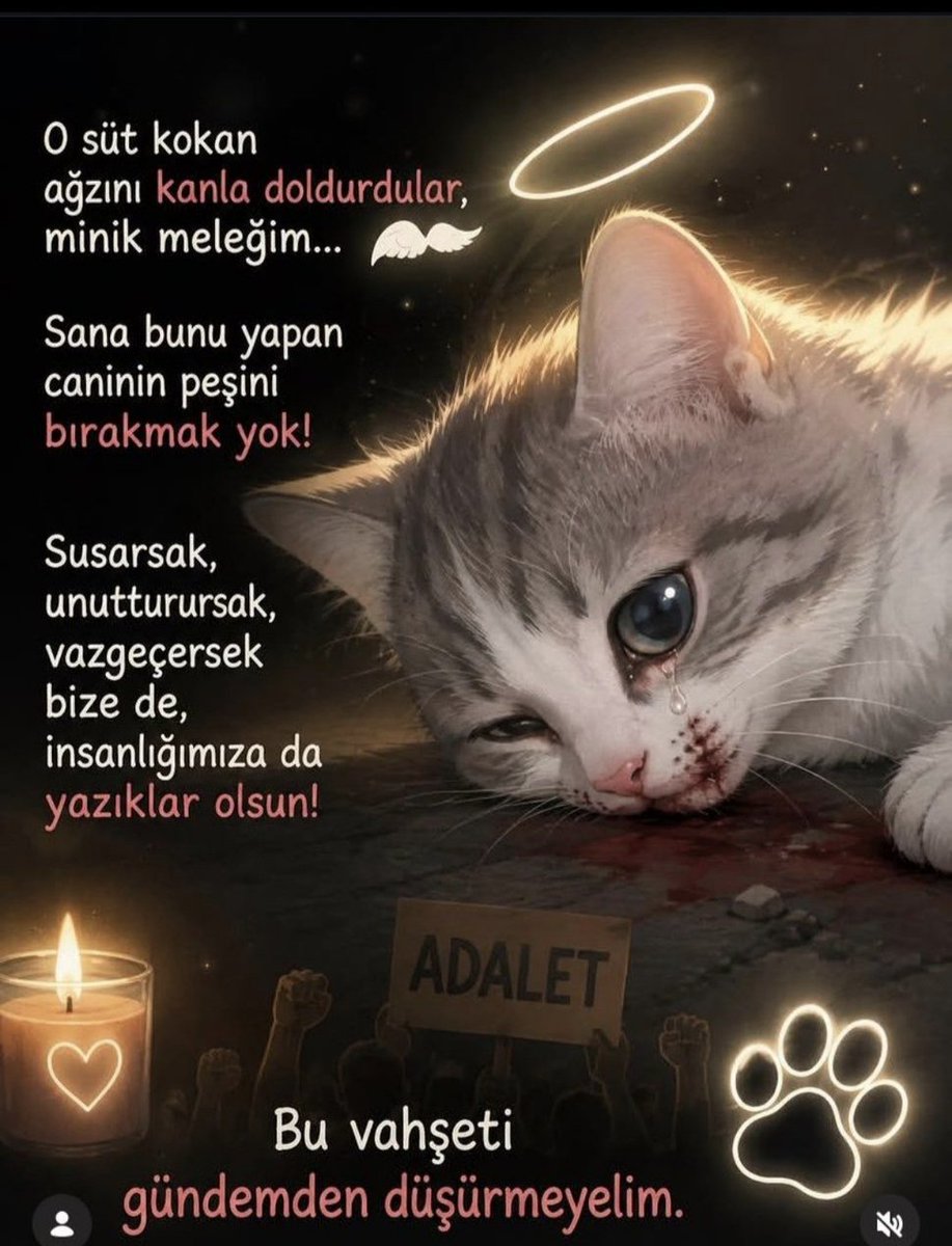 DemetYazc's tweet photo. O cani piçler hesap verecek masum miniğim👿😔
#minikiçinadalet 
#MinikKediyiUnutmadık https://t.co/xbwF8OEGwB