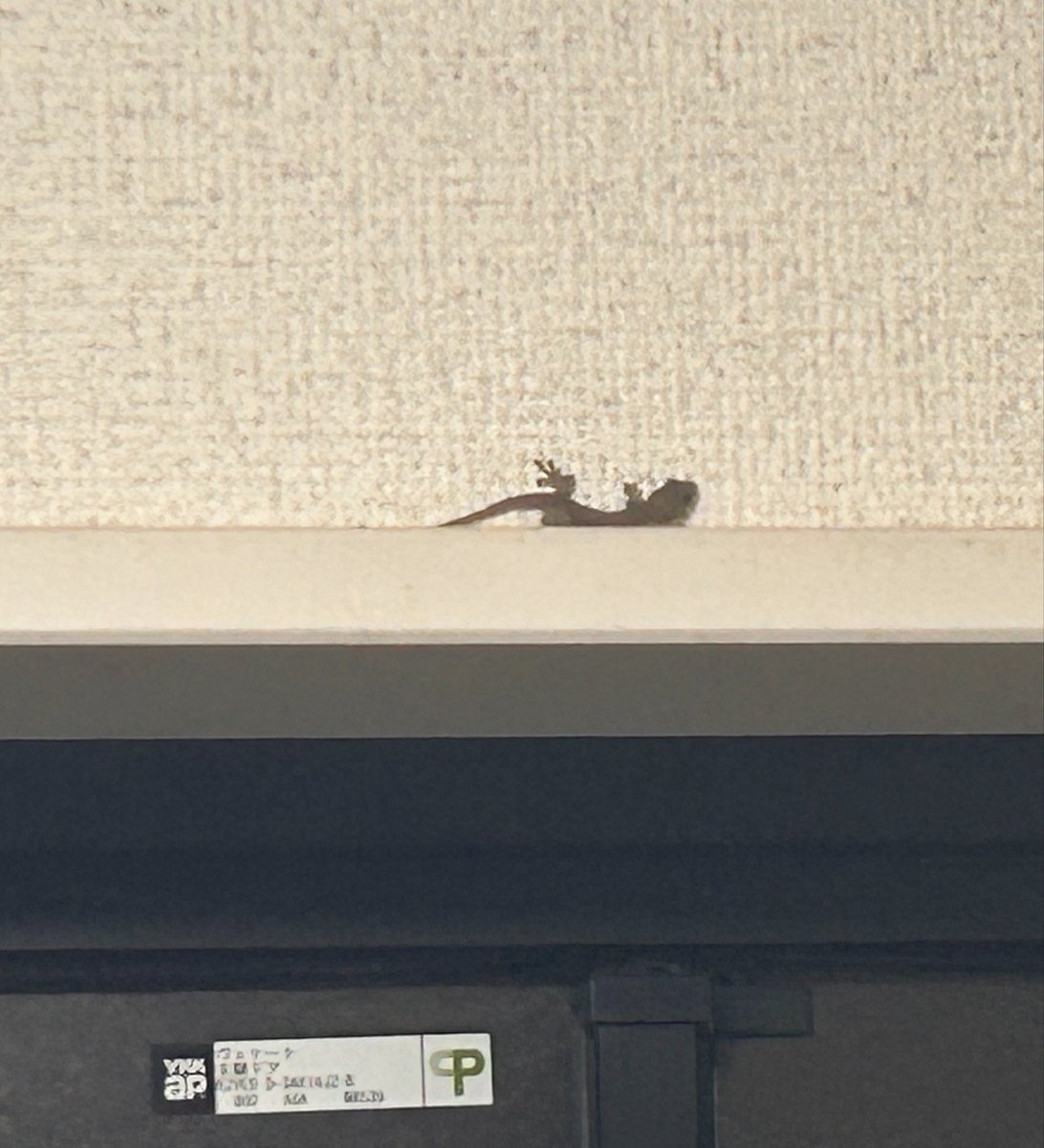 akajukin3's tweet photo. 玄関で守ってくれてる？w
今日もいっぱいありがとです
おやすみー(  ˊ꒳ˋ ) ᐝ https://t.co/GbI06MV0XO