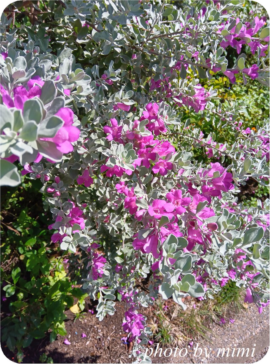 mimicafe5's tweet photo. 今日のお花は、レウコフィルム・フルテスケンスです♪

ゴマノハグサ科レウコフィルム属、メキシコ原産

代表品種であるフルテスケンスは「低木性の」という意味です

5月～7月と秋の10～11月に開花します

銀色の葉が美しいため、花期以外もカラーリーフとして楽しめますよ

花言葉は、敬慕・静寂 https://t.co/LRPY5QHaGw