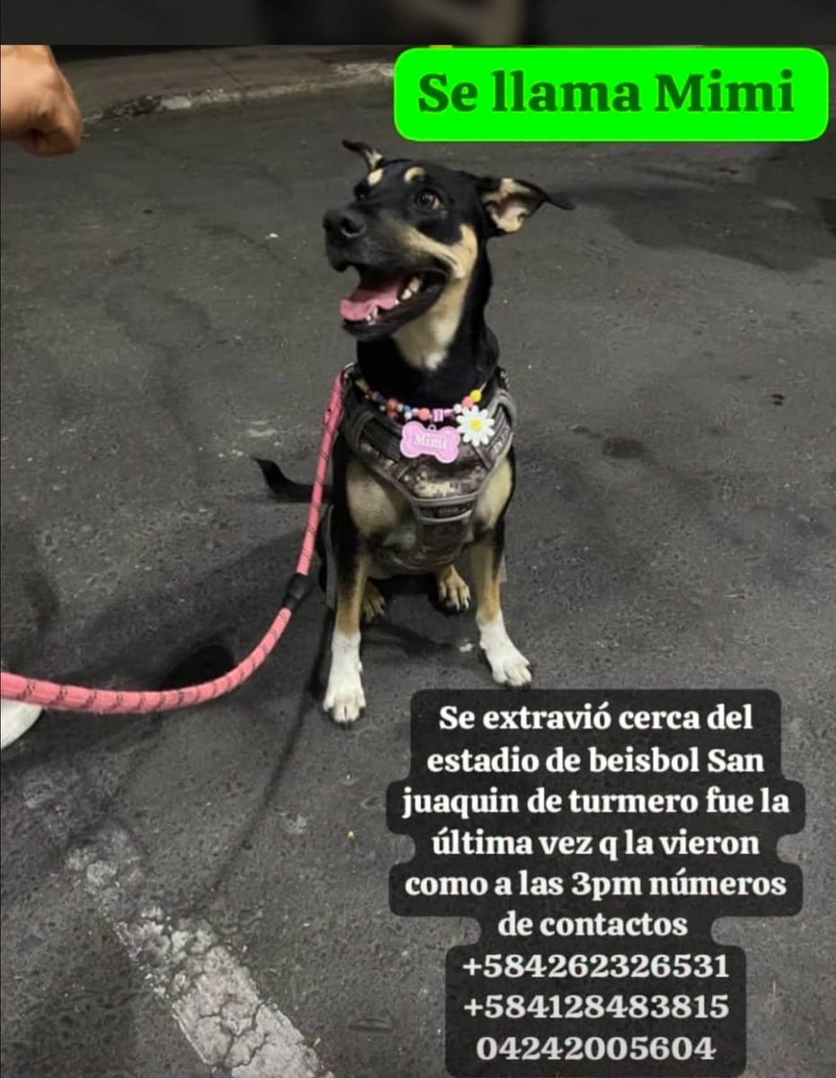 PerroUsuario's tweet photo. Se busca a Mimí en Turmero https://t.co/eVkLzCF1d7
