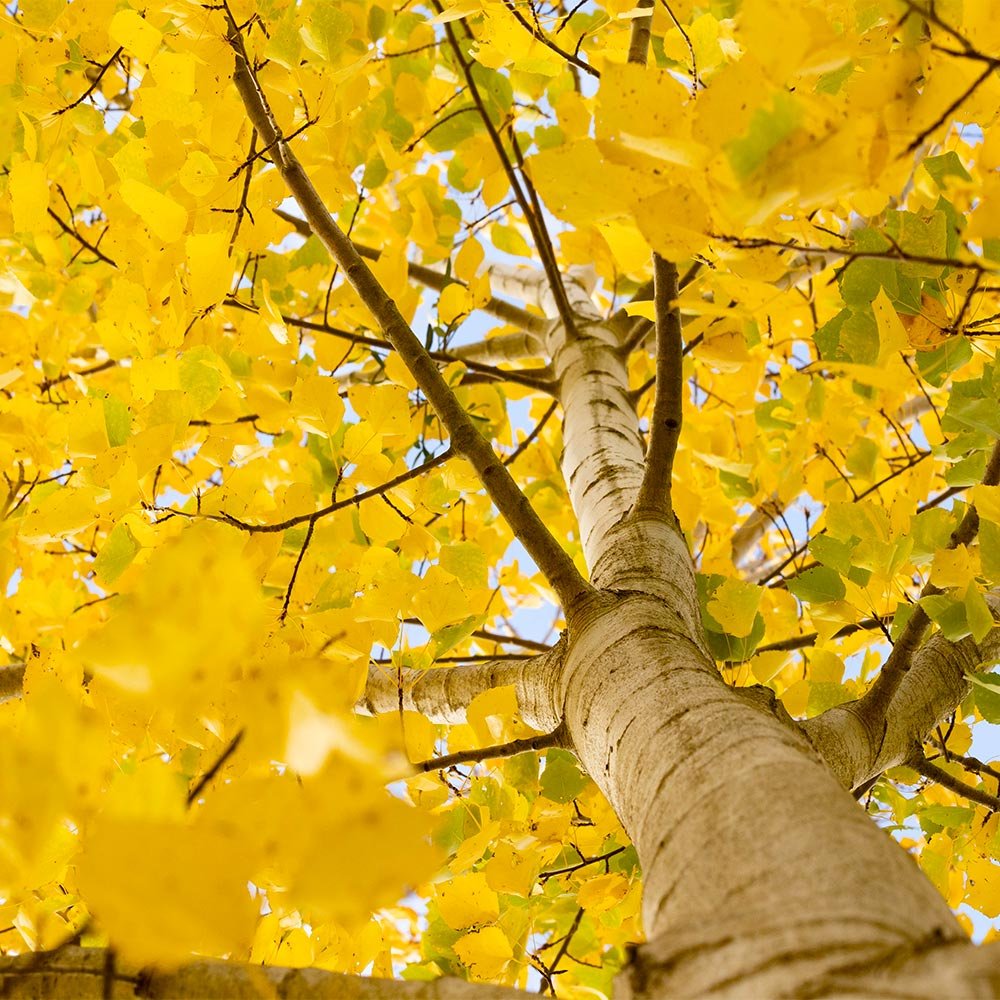 Moor_Aspen's tweet photo. Its beautiful out today,and I'm feeling fresh!

Why not a walk in the woods on this beautiful fall day?~ https://t.co/NIusdYJGwu