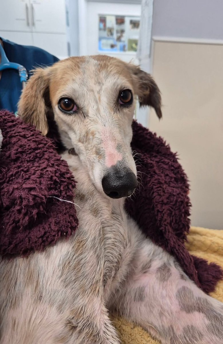 AdoptionsUk's tweet photo. Please retweet to help find the owner of this stray dog, found injured #LONDON #UK 11 Oct 2026
Lost microchipped dog in #Sutterton, London, Greater London area ‼️URGENT‼️ FOUND
'We have had this beautiful girl brought in to us today following a possible road traffic accident 💔
She is currently receiving emergency treatment. 
She is microchipped but to the London area and the contact details are not up to date. 
Please call our Sutterton Hospital on 01205 345345 if she belongs to you.'
NOW HAVING TREATMENT WITH THE VETS. 

Please also share on facebook👇👇👇
https://t.co/6E53brMJl0

#dogs #England #GreaterLondon #Greyhounds #Whippets  #adoptdontshop @MissingPetsGB @DogLostUK @AllDogsMatter @millypod1 @scanme_tukslaw @Tukslaw_scanme @APDAWG1 @domdyer70 @Jan_Leeming @rickygervais @JaneFallon @RobbieRinder @liamgallagher @AlistairCarns @UKLabour @BenObeseJecty @AndrewRosindell