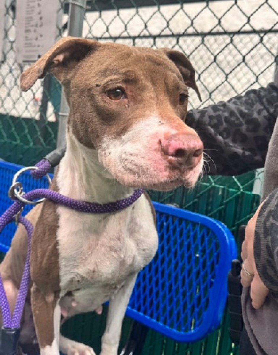 MorgFairsdogs's tweet photo. Faith 265707
Listed TBK 10/13
#NYCACC #RescueOnly 
A pretty 4 yr old
Had 3 litters of puppies
Given up for fights with male resident dog, bit owner on finger when separating them
All adult home as solo pet 
Save Faith!
https://t.co/XPsZdPyj0x
#Pledge4Rescue #foster #adopt https://t.co/u5qSS1wIsV