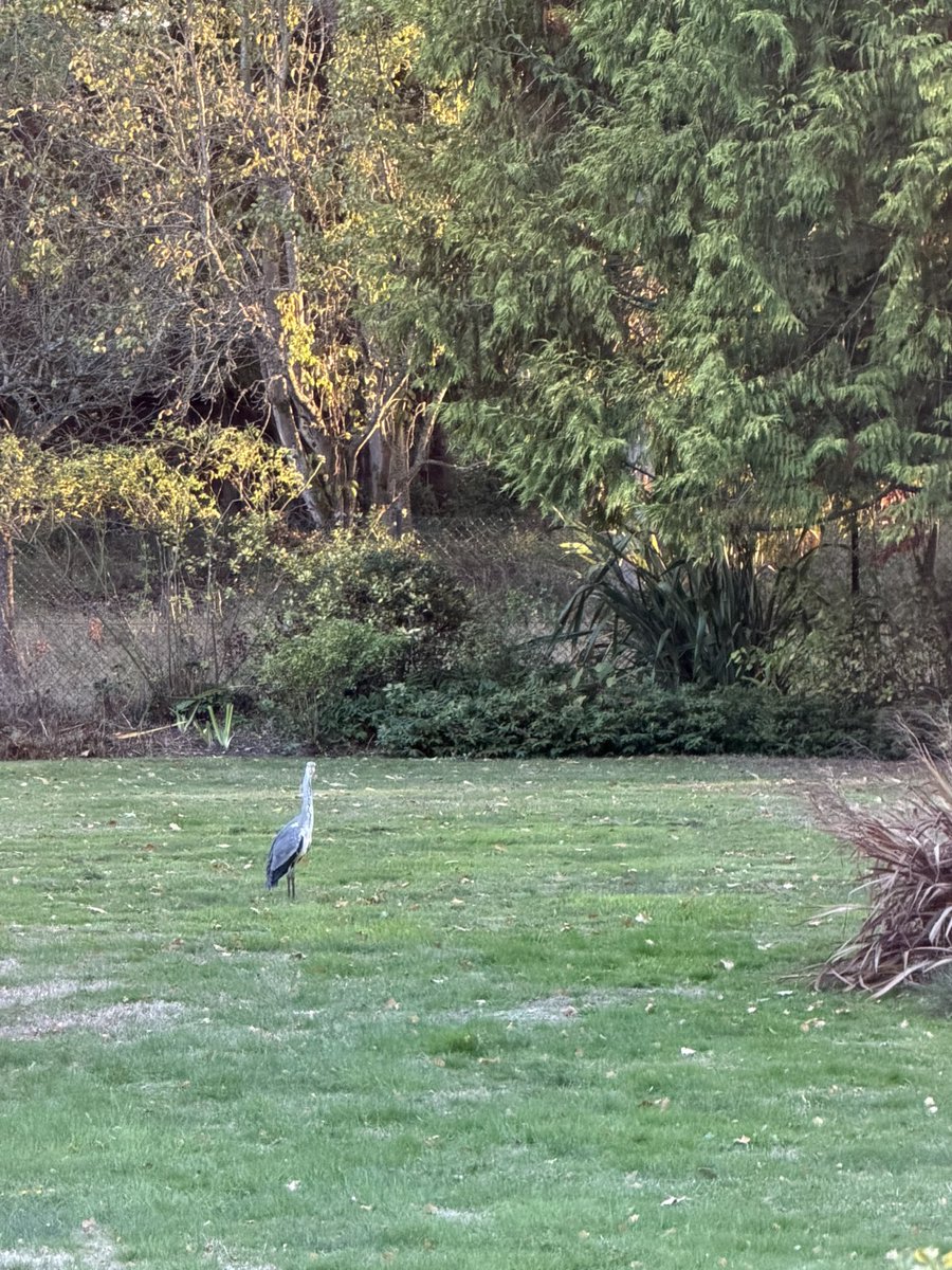 factumdrops's tweet photo. The pond has received an unannounced inspection. The fish are unavailable for comment. https://t.co/YVa0XmB3Yy