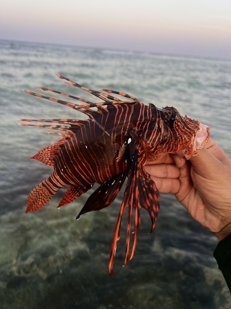 ssaaitama's tweet photo. !What a beauty 

Lion fish - سمكة الأسد

البحر الاحمر- مصر https://t.co/htcsbpc9OU