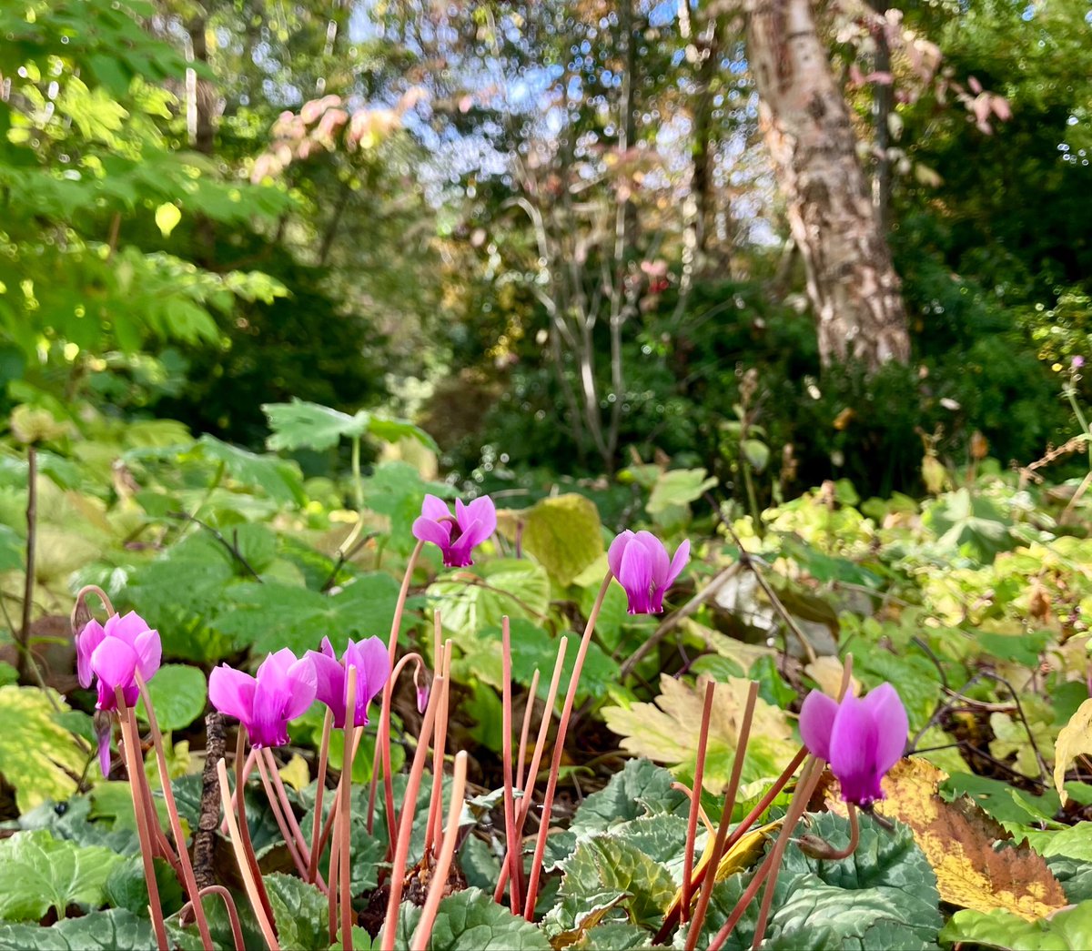 cloudymamma's tweet photo. Very pretty little Cyclamen flowers today 

naturalised and growing wild in the woodland carpet 🌸

#Cyclamen @wildflower_hour #flowers https://t.co/jxyfrBZeJW