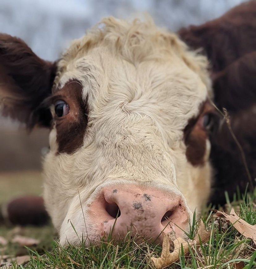 CowoftheDay1's tweet photo. 📅 16th October 2026
🏷️ Instagram/elliemaefarmsanctuary
💕 #animaloftheday https://t.co/rjyPmE8ja6