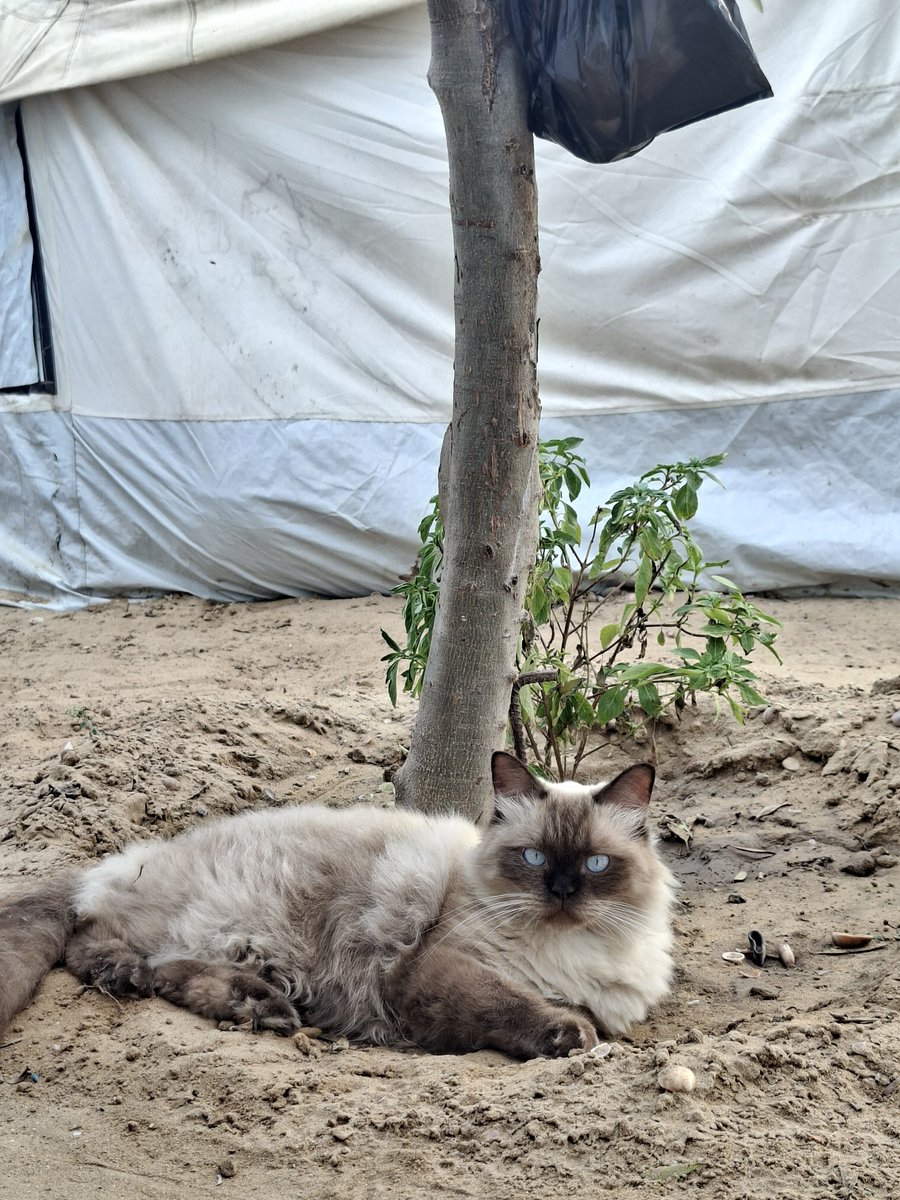 MustafaAmeen30's tweet photo. Here’s Palestinian cat from Gaza. 🇵🇸🤍

This is Misho. ❤️

I found him tiny, skinny, and neglected at a poultry shop. I couldn’t leave him alone, so I brought him to our tent and gave him the love and care he needed.

Today, Misho is one year and ten months old. He has become part of my family and my everyday companion. He sleeps beside me, and sometimes we share the little food we have.

Despite everything we’re going through in Gaza, Misho still brings me happiness and comfort.

Sometimes I look at him and remember the tiny, sad kitten I found all alone.

I thought I was saving him that day, but I never knew he would become one of the most beautiful reasons I still smile.

This is Misho, my little Palestinian cat and a piece of my heart. 🇵🇸❤️