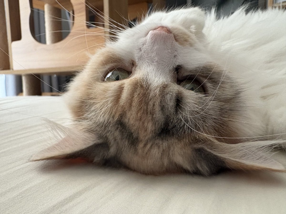 LICO_Dailycat's tweet photo. 撮った記憶のない一昔前の写真が急に出てくると楽しい https://t.co/eeOTgx8t1c