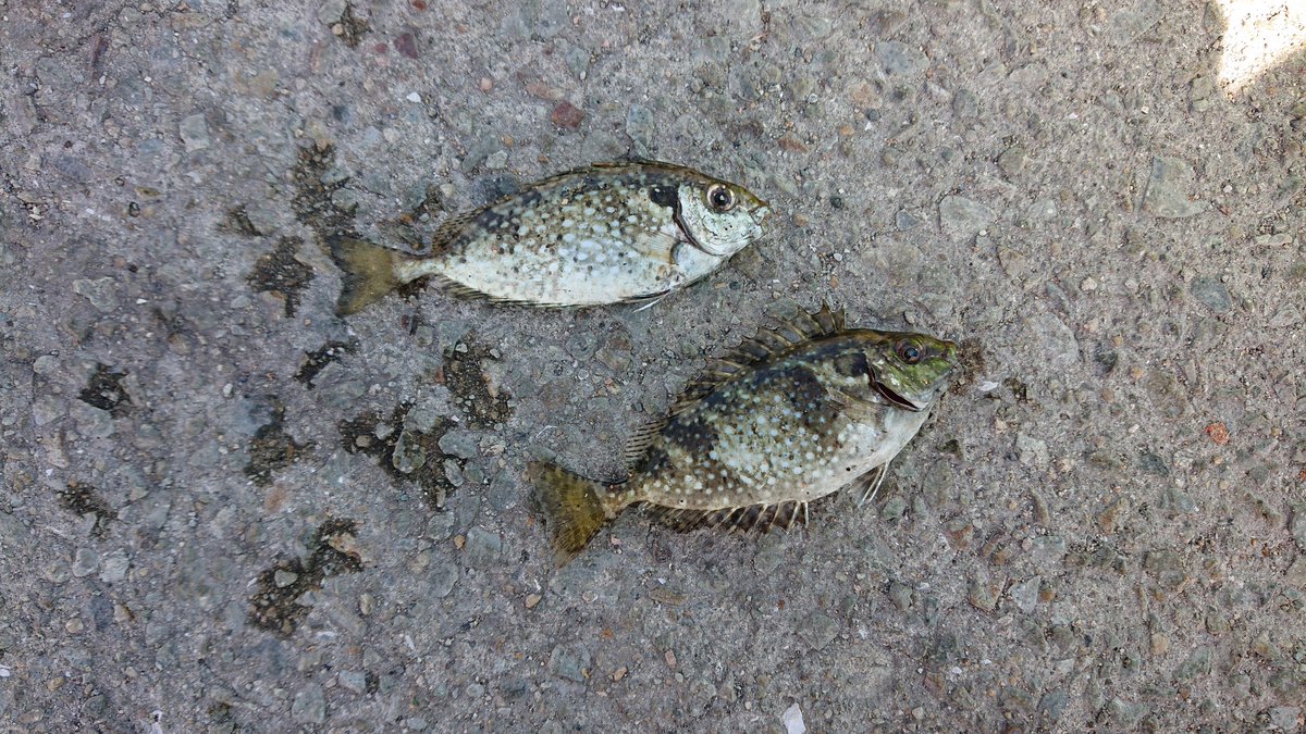 Hidehide653041's tweet photo. 今日も行って来ました🎣
いやあ～釣れない💦
三連休なのでメッチャ混んでました。
皆さん釣れたんだろうか。。。🐟️ https://t.co/pktyxzZdjj
