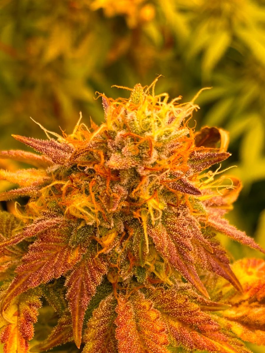 JennaJoy0brv's tweet photo. Slurricane x jungle mac hit by pineapple upside down cake x mac 

#seeds #highdesert #growyourown https://t.co/xOCcGBhDso