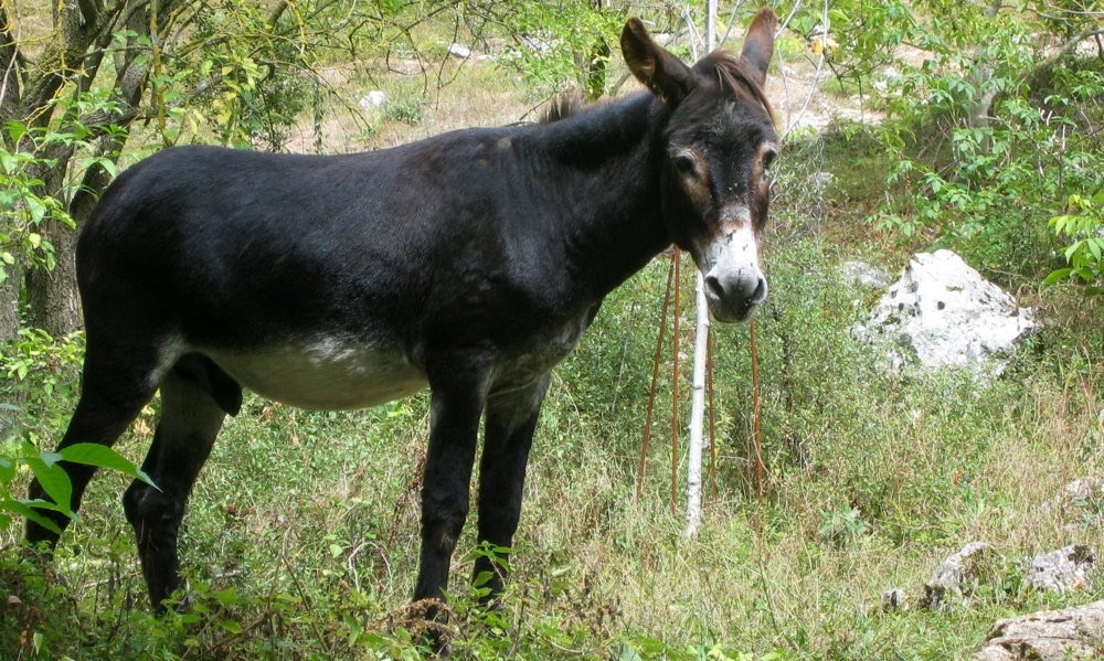 Mikl_G03's tweet photo. @Sweetmimi38 Les mules??!! 🤔🤔 https://t.co/H0OphTmMmi