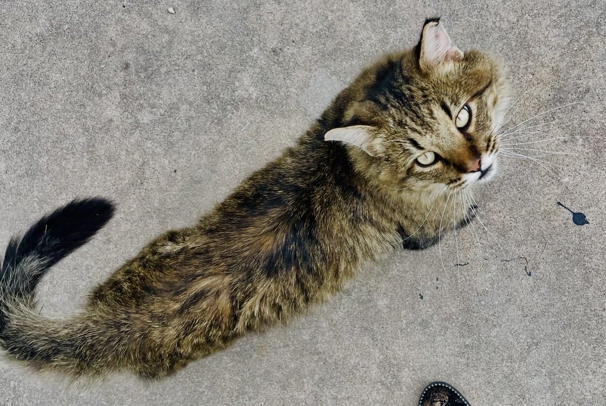Rebecca31635712's tweet photo. Catober Day 8: #goesselkansas #outdoorphotography #outdooradventure #downtownphotography #animalphotography #catphotography #catsofinstagram #cats #catober #photographychallenge #photographyislife https://t.co/a00KIo24h5
