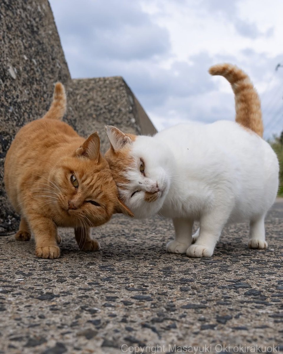 onedio's tweet photo. Fotoğrafçı Masayuki Oki’nin objektifinden Tokyo’nun sokak kedileri…

Güneşin tadını çıkaranlar, yiyecek peşinde koşanlar ve her hâliyle “Bu şehrin sahibi benim” diyenler… https://t.co/Vy4QYqkeWB