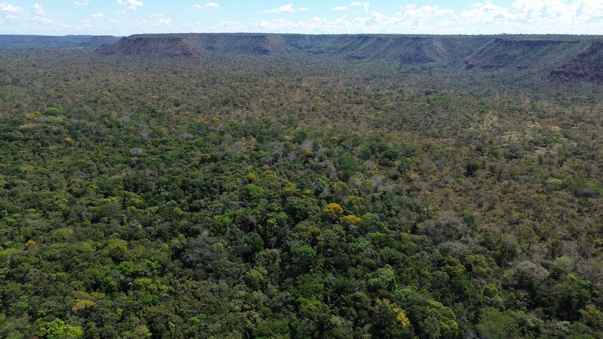 HiltonFranco's tweet photo. Sobre o Parque Estadual do Mirador 

- Fica localizado nos municípios de Mirador , Fernando Falcão e Formosa da Serra Negra 
- Protege as nascentes dos rios Alpercatas e Itapecuru 
- Maior unidade de conservação de Cerrado no Maranhão (766 mil hectares) https://t.co/zBbr6EJR57