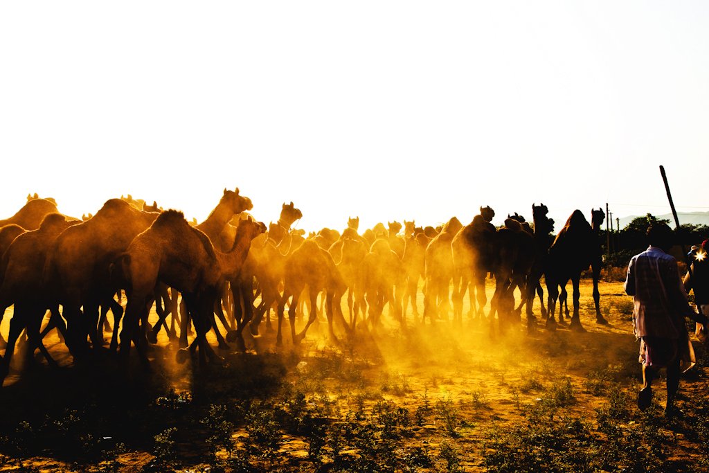 photos_anandsh's tweet photo. Pushkar, Rajasthan, India
#fineart #photography #travel #desert #camel #reflections #colourful #internationalphotographer @anandsh_photos #rajasthan #india #pushkar https://t.co/mi41Gvqn8V