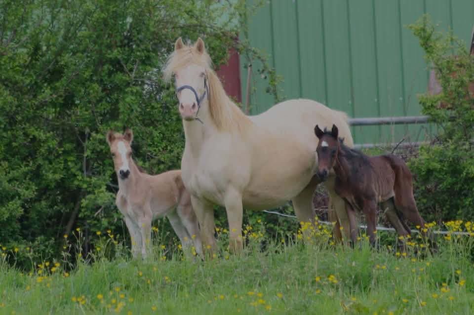 CBloodstock's tweet photo. Yesterdays winner Malika Des Plans had a tricky start to life- orphaned at birth she was then adopted by a welsh cob called Miaow alongside that mare’s own foal. Luckily she had plenty of Milk to share around and did a wonderful job! Here’s to all the hardworking mums out there! https://t.co/XDZ6fQ5bwj