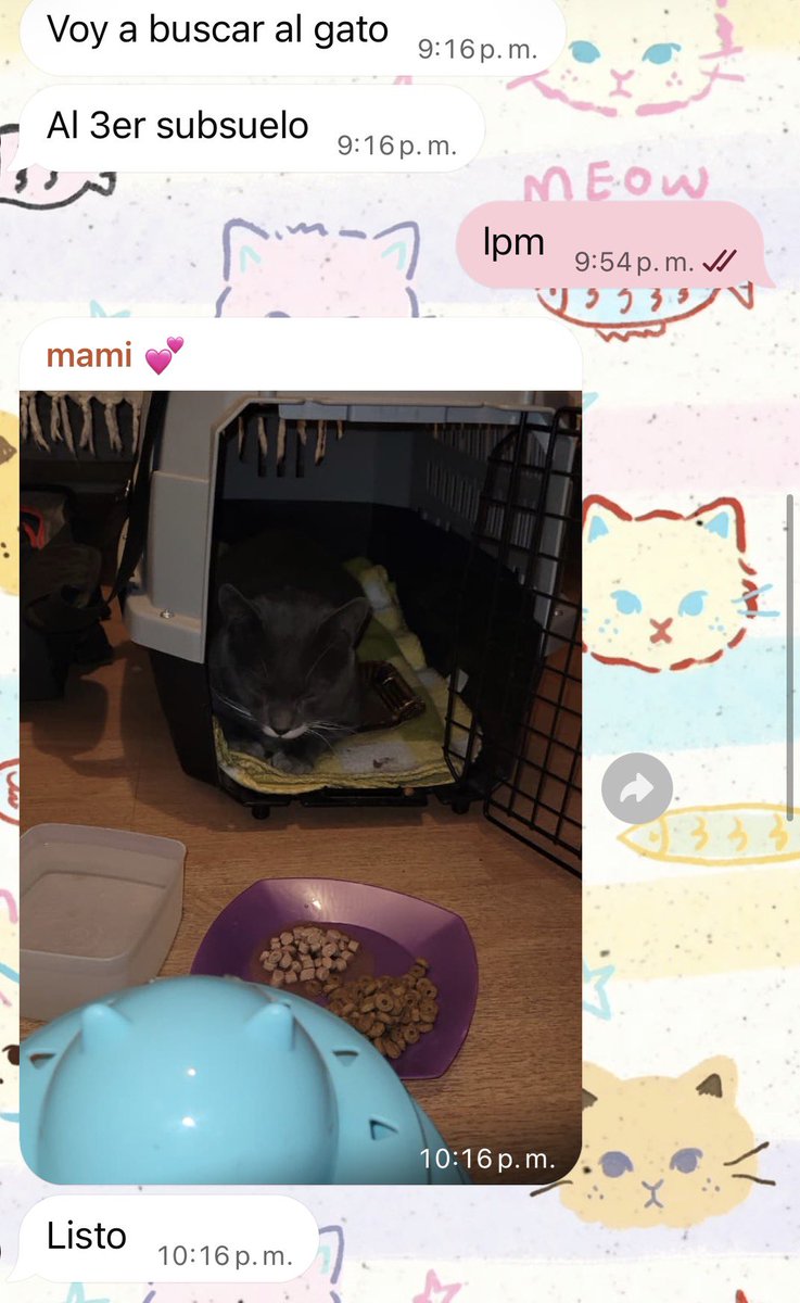 sackoru's tweet photo. hola! llamado a la solidaridad para sacar a un gatito de la calle adelante 
➡️ mi mamá rescató del 3er subsuelo de un shopping a este gatito hoy en día llamado Dotto, vivía solo entre los autos y comiendo las sobras del shopping 

hace 4 días Dotto empezó con un cuadro que +sigue https://t.co/8FdNgxCFW7