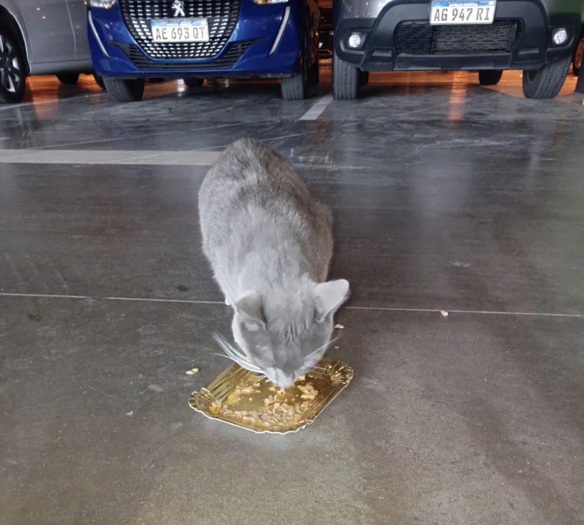 sackoru's tweet photo. hola! llamado a la solidaridad para sacar a un gatito de la calle adelante 
➡️ mi mamá rescató del 3er subsuelo de un shopping a este gatito hoy en día llamado Dotto, vivía solo entre los autos y comiendo las sobras del shopping 

hace 4 días Dotto empezó con un cuadro que +sigue https://t.co/8FdNgxCFW7