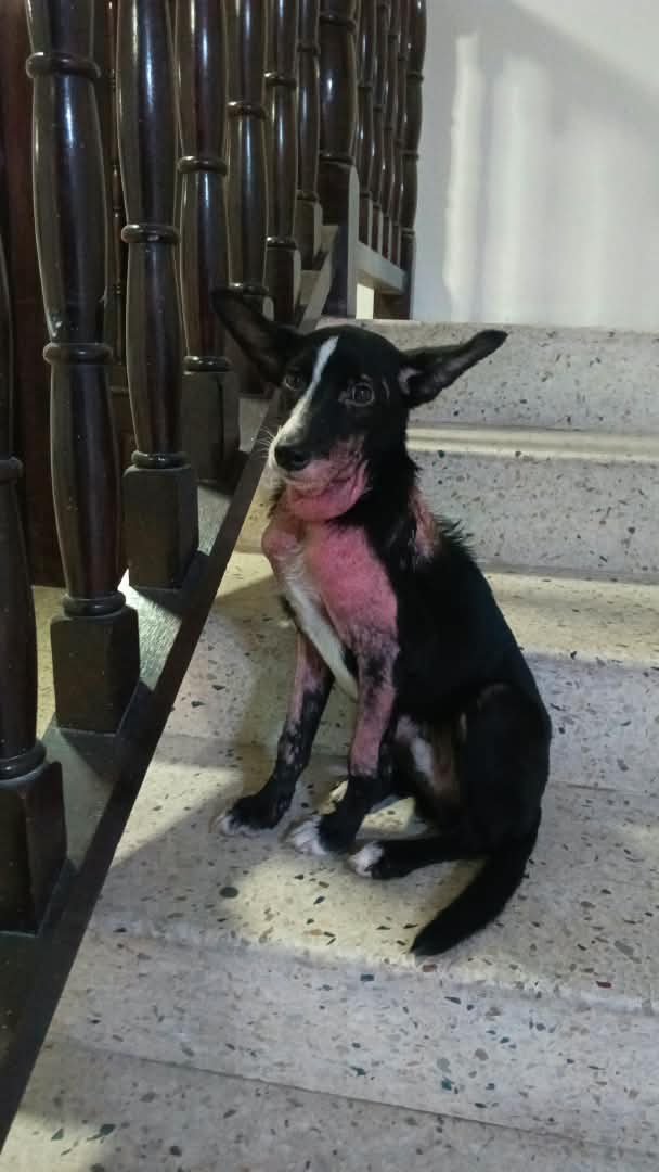 gracon27's tweet photo. #Caracas
#LaUrbina
Por favor ayúdenme a compartir Se perdió en la Urbina, es un  cachorro. Tiene un problema en la piel. Se busca. Si lo ves,resguardar y llamar.
Gracias 🫂 🙏🏻🇻🇪
  04241904393 https://t.co/gm58fKrrbD